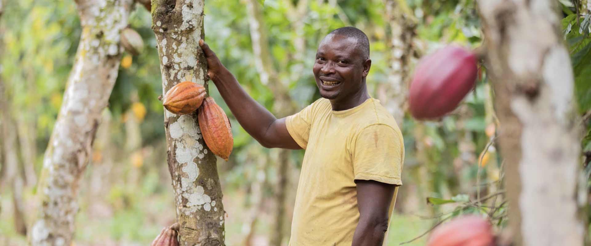 Cacao durable
