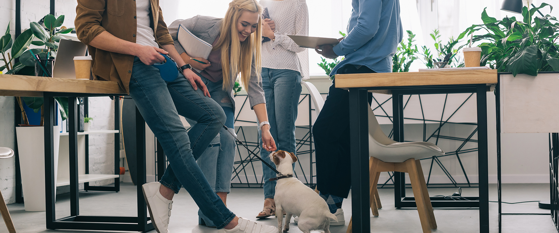 Les chiens au travail