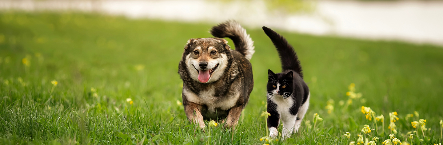 Un congé pour l’adoption ou la perte d‘un animal de compagnie
