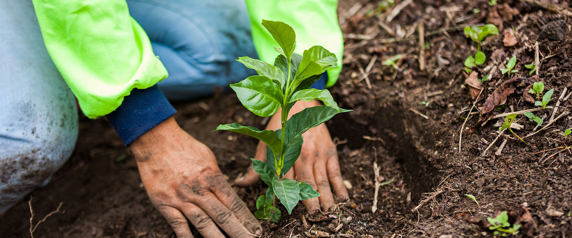 Agriculture régénérative