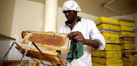 Honey Care Africa