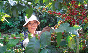 Récolte de café - Province du Yunnan