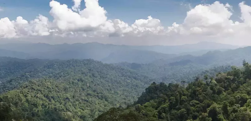 Déforestation