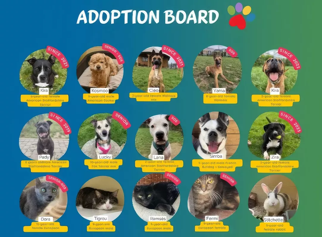 adoption board