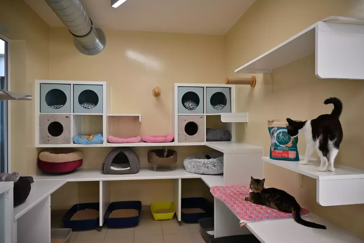 Chat Felix