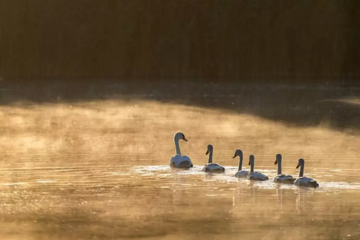 Living Waters