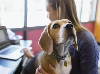 Les chiens au bureau