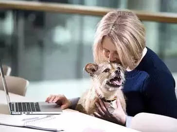 Les chiens au bureau