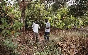 Préserver les forets